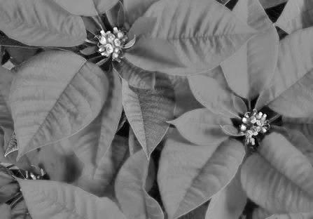 The Poinsettia plant is considered by many gardeners to be symbolic of Christmas. They are available in extraordinary colors, welcome additions to our homes, and make wonderful gifts to family &amp; friends. If plants are provided with an appropriate level of care, they can last many years (image courtesy: insider.com).