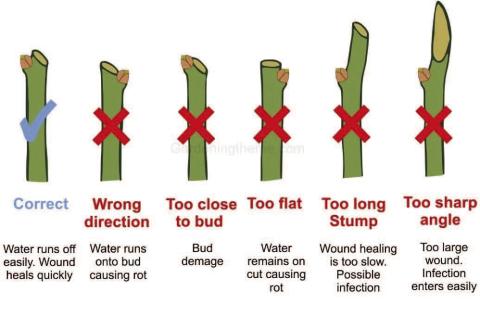 Rose pruning is necessary to remove diseased or damaged canes. Canes must be cut at a 45-degree angle, at least ¼ to ½-inch above an outward-facing bud. Following this rule encourages outward growth, improves circulation, increases sunlight exposure while minimizing damage from crossed canes (gardeningtheme. com).