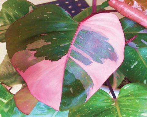 The ‘Pink Princess’ philodendron is a beautiful addition to any gardeners plant collection and will be admired by everyone who casts a gaze upon the plant. Easy to care for with minimal care requirements though over-watering will quickly become detrimental to the plant (image courtesy: urbangardencenter.com).