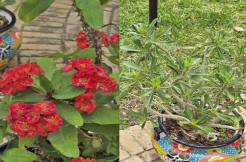 The left image is a Crown-of-thorns and to the right is a desert rose. The Talavera planters accentuate the plant structure and color palette. The succulents are flourishing, appreciating the South TX growing environment. Each plant variety will thrive in SETX, requiring minimal care (images courtesy: Cyndi Hinojosa).