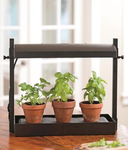 Grow Herbs Indoors for Year-round Enjoyment