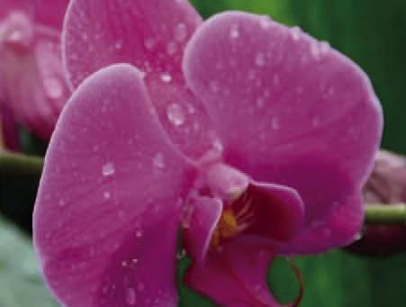 May Programs At Shangri La Gardens