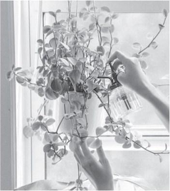 Tips for relocating houseplants outdoors
