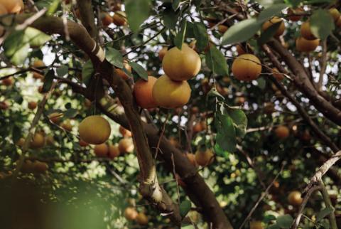 Grapefruit trees at Lone Star Citrus Growers groves in Mission on Dec. 16. A pair of natural disasters — including Winter Storm Uri in 2021 — and a lack of water has put the million- dollar citrus industry and regional leaders on edge. Credit: Michael Gonzalez for The Texas Tribune