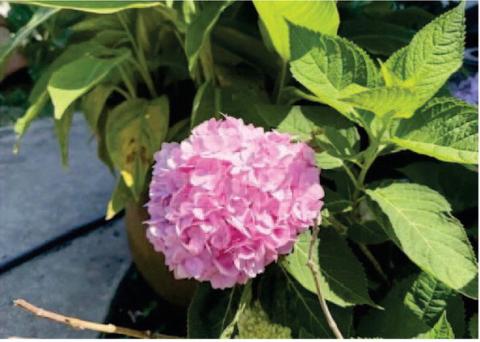 Hydrangeas are known for their large, showy blooms, which can be found in various colors and arrangements. They are popular ornamental plants, thriving in both gardens and containers (Image Courtesy: Walter Avila).