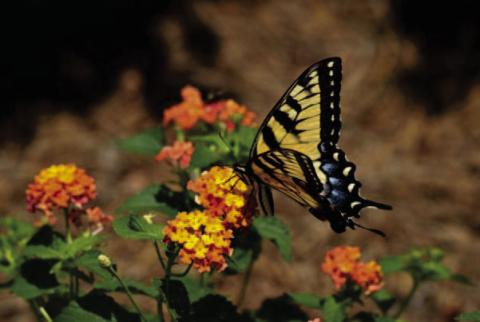 Courtesy Photo gardeningknowhow.com