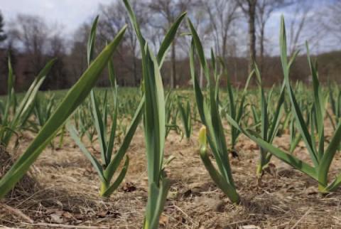 Once leaves begin to appear in spring, it’s time to feed the plants with two teaspoons high -nitrogen fertilizer which slowly decomposes, such as blood meal which must be worked into the soil near the plant (Courtesy: Stonepierpress.org).
