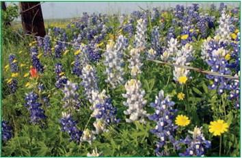 Beautiful vistas abound while traveling through Texas Hill country during spring. Numerous wildflower types provide a visual assault to each spectator with a cacophony of color. A yearly demonstration of Natures’ exuberance. If you are considering a wildflower garden or meadow, preparation begins now to create a stunning vocal point (courtesy: Texashighways.com). Courtesy Photo, John Green, Certified Texas Expert Gardener