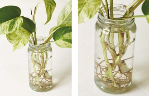 There exist many options to propagate plants. Some propagation methods are simple, requiring minimal effort and limited space. Other methods are vastly more complex, requiring expertise and in depth knowledge (image: thesill.com).