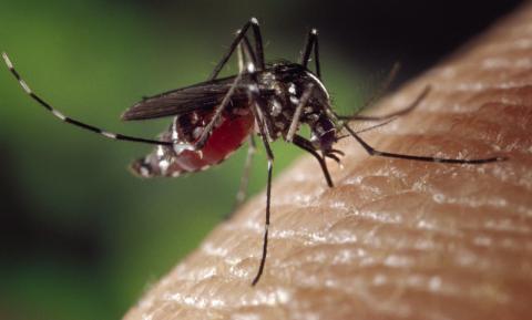 AgriLife experts warn of an increase in mosquitoes testing positive for West Nile virus. Photo courtesy of Texas A&amp;M AgriLife