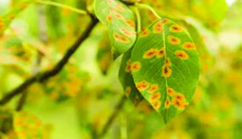 Determining if a tree is ailing from environmental stress or if under attack from insects and disease is difficult as the initial signs may appear similar. This often requires more intense scrutiny and further detailed investigation to determine the culprit and cause (courtesy image: depositphotos. com).