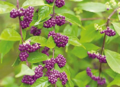 American beautyberry (Callicarpa americana) is an amazing nativar (native perennial) shrub which grows up to 8 feet tall and nearly as wide which can thrive in shady areas. Birds enjoy feasting on American beautyberry, which has an added benefit in that it can be made into delicious jelly (image courtesy: gardenerspath.com).