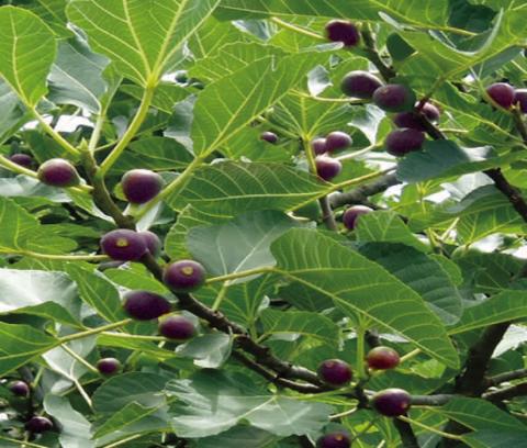 Fig trees are (celeste pictured) are easy to grow and will produce figs for many years if provided full sun exposure, in a well-drained area. The fig is soft and sweet ‘fruit’ with an almost creamy texture. They are used in baking, to sweeten meats, dried as a snack, and made into preserves with an assortment of added flavors. (Courtesy: plantmegreen.com).