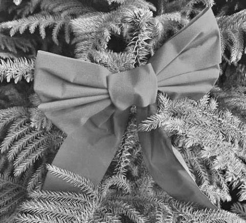 Home for the Holidays: Norfolk Island Pine