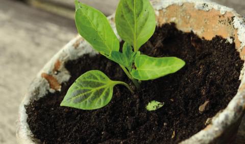 Starting seeds is one of the most economical methods of growing plants and an exciting start to any season, not to mention it is fun to grow plants from seeds (courtesy: almanac.com).