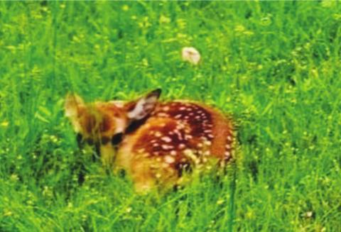 Biologists remind the public not to touch wildlife