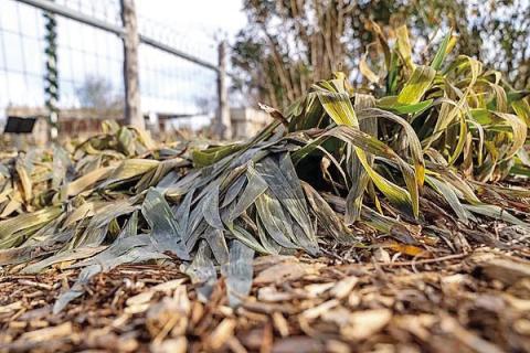 Subfreezing temperatures arrived in SETX but for a few nights but many of our landscape plants show clear evidence of winters’ presence (image courtesy: agrilifetoday.tamu.org).
