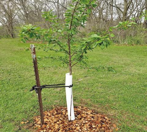 A trees’ planting depth must be level with the soil surface, add a supporting structure, water thoroughly, and mulch to retain moisture. Fruit tree selections should be based upon USDA Zone for the area. Selecting trees which fall outside specific growing zones likely will not produce quality fruit or might not produce fruit at all (simplegardenlife.com).