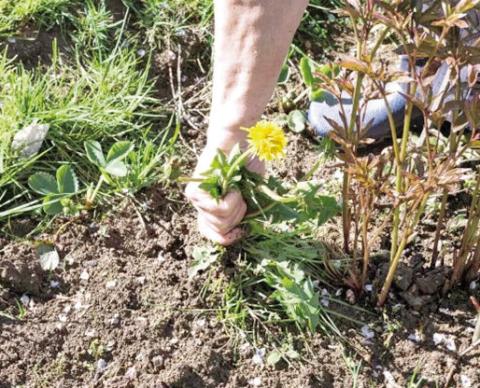 Weeds growing in a garden plot is the bane of all gardeners. Manually pulling weeds from isolated spots is not too much of a burden but the moment a gardener skips a few days of performing such a mundane task quickly becomes problematic requiring more energy to remove and control the weedy issue (Courtesy: kellogggarden.com).