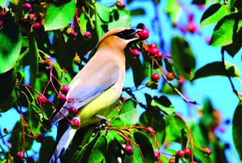 Feathers to Foliage: Significance of native plants