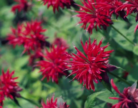 Monarda (Bee Balm) is one of numerous plant varieties considered by many gardeners to have the ability to reduce insect populations (especially mosquito) when strategically planted. There are several plants which have chemical properties insects find offensive when their leaves, stems or flowers are damaged releasing odors some insects find noxious (courtesy: todayshomeowner. com).