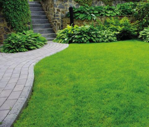 Taking care of your yard during a heat