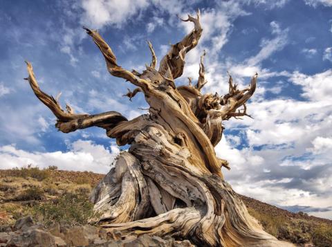 The world’s oldest tree (Methuselah) is more than 4,800 years old and pushing the limits of longevity. The tree is located somewhere in the Inyo National Forest (California’s White mountains). The Forest Service doesn’t provide the tree’s exact location for a reason…ensuring protection against social media hordes who might damage the tree or reckless researchers (Getty image).