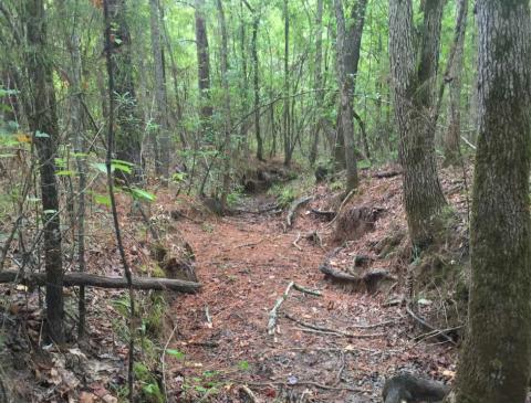 At Neches River National Wildlife Refuge in East Texas, the Service acquired more than 3,000 acres of prime habitat for wintering and nesting migratory birds in the area’s ecologically valuable bottomland hardwood forests.