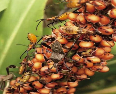 The leaf footed bug in differing life cycles enjoy extracting nutrients from plants piercing foliage, fruit, seeds, and other plant parts using modified mouth parts (tubes) (courtesy image: agrilife.org).