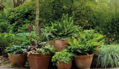Houseplants, topicals, and other ‘sensitive’ plants overwintering indoors for the past several months have most likely received limited sunlight. Before returning plants outdoors, select a location which will provide partial shade and a few hours of morning sunlight but have protection from full sunlight, especially afternoon sun (courtesy: Southernliving.com).