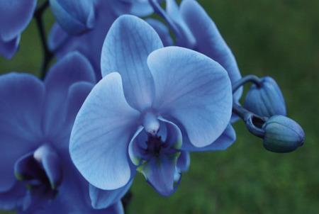 The color palette of numerous genera of orchids is vast, a literal rainbow of colors from which to choose that include red, pink, white, green, purple, orange, white, and by far the rarest of orchid colors is blue. This seems ambiguous since ‘blue’ orchids are readily available at local retail and online merchants (courtesy: naturalplanet.com).