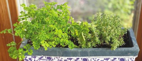 Homegrown Garnishes Add Flavor, Nutrition and Eye Appeal to Meals
