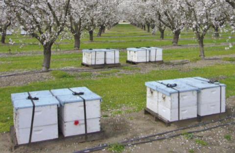 Each of the beehive boxes represents millions of visits to flowers, this is the number of flowers needed to produce a single pound of honey with another 6 to 8 million flowers to produce a pound of wax to build the comb (courtesy: Scientificbeekeeping.com).