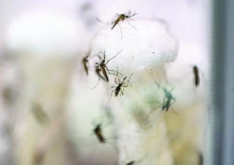 Five tips to protect your home from mosquitoes this summer