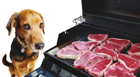 Is your barbeque safe for your dog?