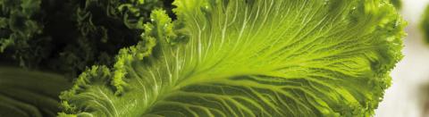 Traditional Greens