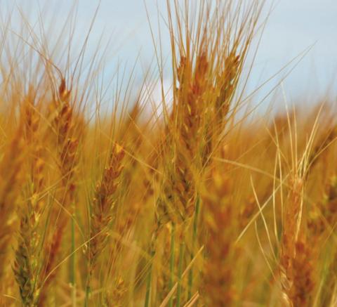 The annual farm and ranch seminar presented by AgriLife Extension’s District 8 will be virtual this year and all producers are welcome. (Texas A&amp;M AgriLife photo by Kay Ledbetter)