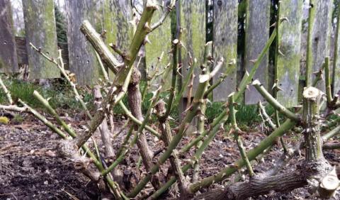 Roses require pruning to maintain a tidy appearance, for increased air circulation, and to control habit. Pruning methods vary according to the rose type. In Southeast Texas, roses usually are cut back severely due to our longer growing season (plantingtree.com).