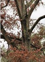 Why are my trees dying?