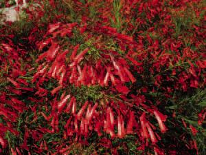 The firecracker plant’s blooms provide fiery bursts of color all season long. Their tubular shape are also attractive to hummingbirds. Texas A&amp;M AgriLife Photos by Mike Arnold