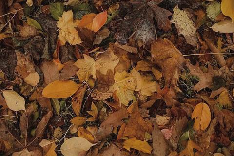 Many trees lose their leaves during the fall and winter months, this is a survival mechanism for the tree, where going dormant allows the tree to conserve energy and water. Fallen leaves provide needed landscape nutrients and habitats for over-wintering pollinators (image courtesy unsplash.com).