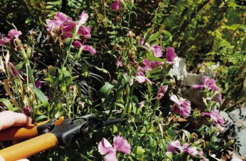 Summers’ end will be here before we even notice, now is the time to begin preparations for fall gardens. Start by removing dead plants and weeds which may have taken hold in some garden areas. Save seeds while dead-heading perennials for planting next spring. Divide flowering bulbs, add soil amendments and mulch to prepare each bed for fall (courtesy image: gardenerspath. com).