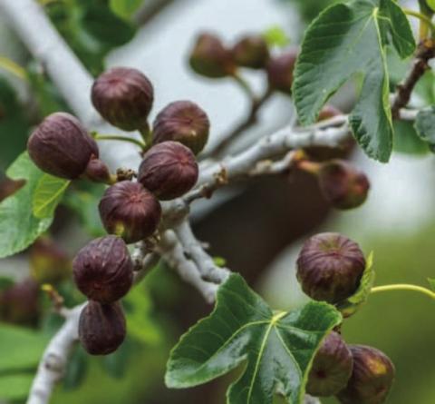 Move over blueberries: Figs are back!