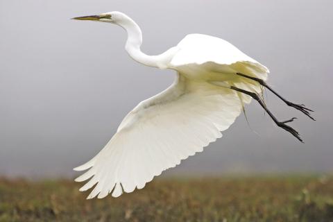 Migrating Whooping Cranes Arrive on Texas Coast