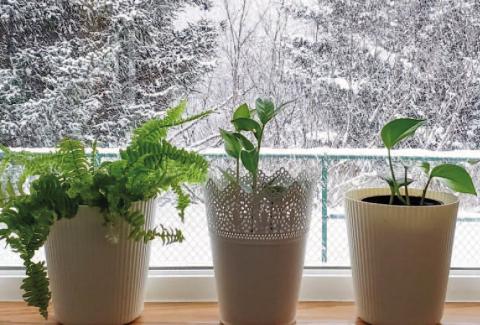 Group plants in a sunny location inside your home, a protected porch, or garage. Ensure the area is well lit and that plants have adequate air circulation. Increase interior humidity by misting plants or by using pebble trays containing gravel with water, refilling trays as needed (image courtesy: Homesandgardens.com).