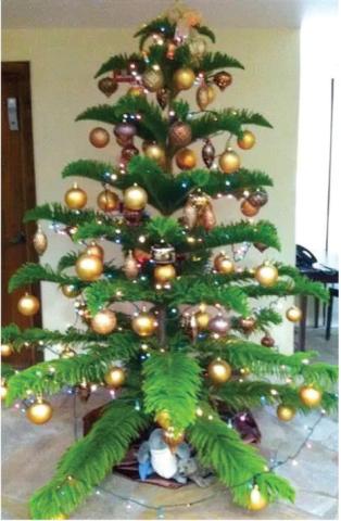Norfolk Island Pine: A ‘Living’ Christmas Tree
