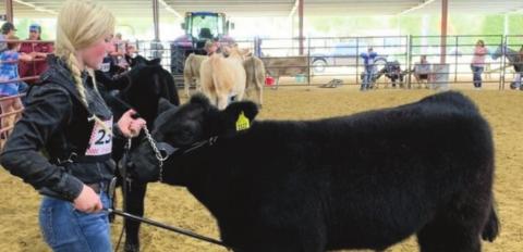Vidor FFA Booster Club Hosted Livestock Show