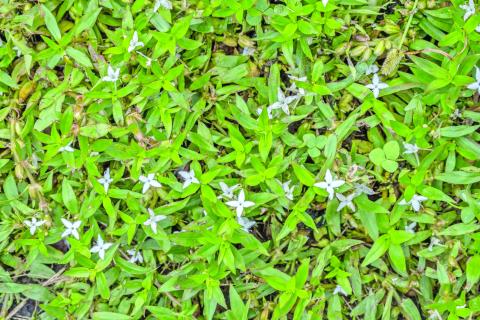 Virginia buttonweed ( Diodia virginiana) is a common weed encountered by most gardeners. It appears quickly and grows rapidly in SETX landscapes. Many ornamental plants and lawns are initially surrounded, then engulfed by the prolific weed. Most gardeners consider it to be a major nuisance and cumbersome to control (image courtesy: advancedturf.com).
