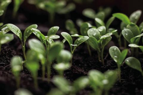 Cost-Effective Gardening: Germinating Seeds