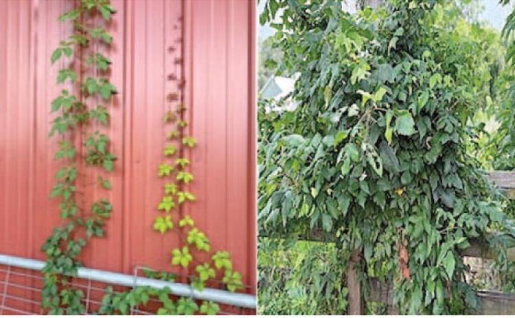 The two poison ivy vines growing on the side of the barn (left image) will be easy to remove by manually pulling them down and removing the root system. The dense clump of poison ivy growing over the fence post will require more effort and the use of herbicide to eradicate (images courtesy: Walter Avila).
